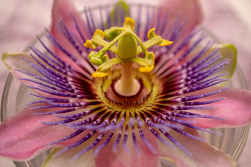 Wundersch&ouml;ne Bl&uuml;te von einer Passionsblume