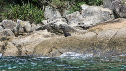 Naklejka na ściany i meble Fur seals Resting On Rock - New Zealand Pristine Nature
