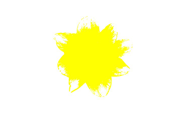 abstraction,yellow narcissus on white background, isolate