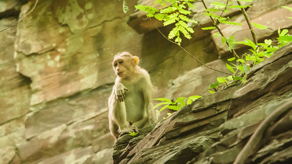 monkey sit on a stone and look away