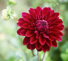 Fototapeten Beautiful dahlia flower, perfect natural symmetry in purple red, soft focus © acrogame