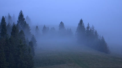 Mountains of the Carpathians. Evening mist creeps on the coniferous forest