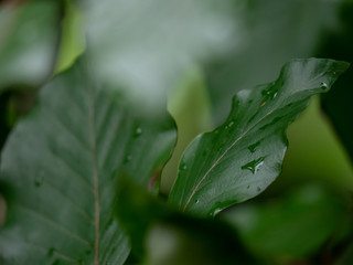 After rain. Green leaves in forest after rain. Rain drops on leaves closeup.