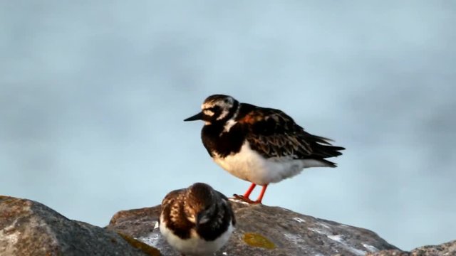 turnstone resting on insel neuwerk hamburg