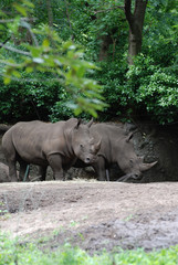 Naklejka premium Para nosorożców stojących w cieniu drzew