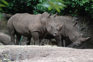 Obraz premium Wielka para nosorożców stojących w cieniu drzewa