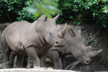 Naklejka premium Para nosorożców stojących w cieniu drzewa
