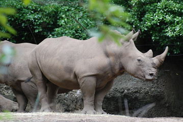 Naklejka premium Świetny profil nosorożca stojącego z boku