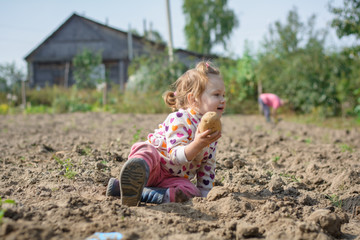 Happy child (girl) helps parents take the crop of potato on a sunny autumn day in a garden. Kid sitting on a big heap of potatoes and folds vegetables to basket.