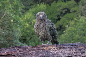 Kea Gazing In The Divide, Routeburn Track, New Zealand South Island - The Pearl of The Pacific