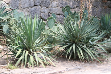 Two green cactuses