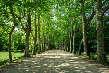 une large allée bordée de rangée d'arbre