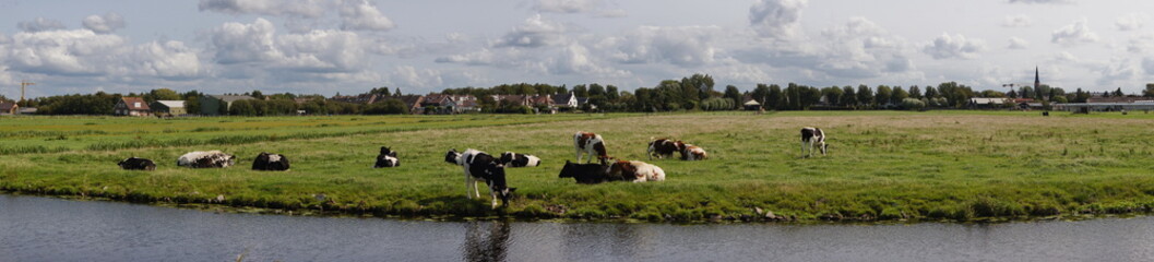 Fototapeta premium Landleben mit Kühe
