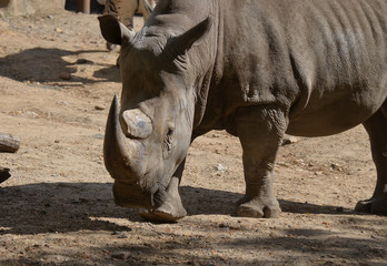 Naklejka premium Chodzący nosorożec z jednym dużym rogiem i jednym małym rogiem