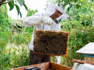 The beekeeper man looks after the hives. The beehives are full of bees. Bees produce delicious, sweet and very healthy honey. Honey is an environmentally friendly product, of natural origin.