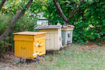 Hive with bees. Honey is an environmentally friendly product without chemicals. Healthy food. Sweet element of any diet. Production of honey. Honey farm.