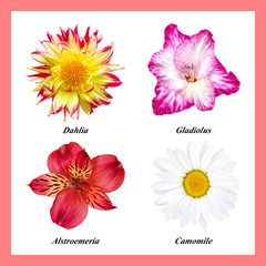 Set of isolated colors: red-yellow dahlia, purple gladiolus, red-yellow alstroemeria, chamomile.