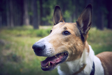 Naklejka premium Smooth collie in forrest