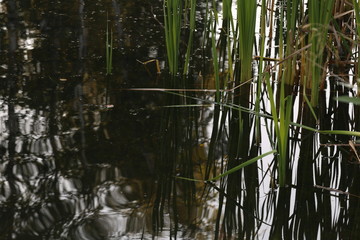 Reeds reflection 