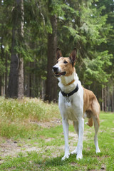 Smooth collie in forrest