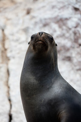Naklejka premium Sea Lion Close up