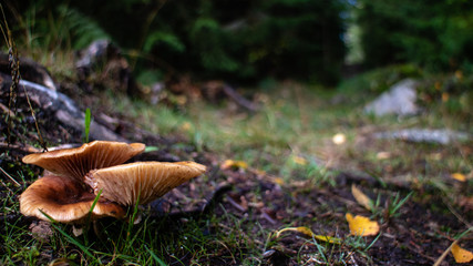mushrooms in forest