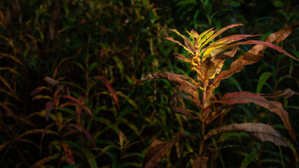 abstract background of autumn plant