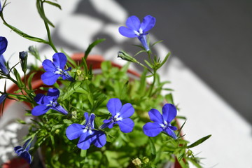 Lobelia erinus. Top view of light blue flowers in brown pot. Balcony greening.