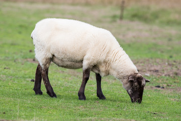 Sheep eating grass in a field