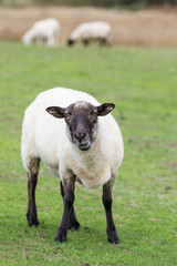 A sheep chewing grass in a field