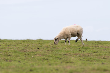 A sheep standing on just three legs eating grass