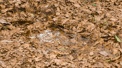 A leaf covered swamp in the forest quagmire landscape
