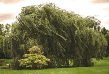 Weeping Willow tree blowing in the breeze