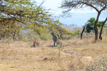 Fototapeta premium Cheetah close up from South Africa