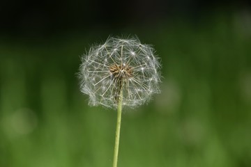 dmuchawce na tle zieleni © Katarzyna