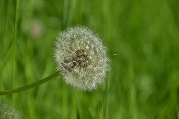 dmuchawce na tle zieleni © Katarzyna