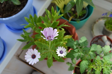 Balcony garden. Blooming osteospermum, tomato and lobelia in flower pots. Potted plants in home greening.