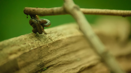 Jungle leech, Big leech leaping on a wooden tree.