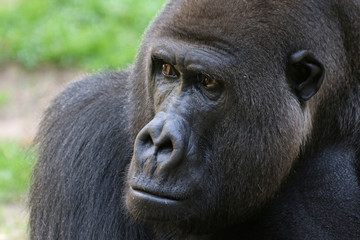 Portrait gorilla