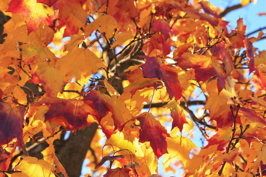 Maple in autumn colors.