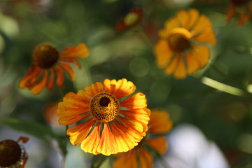 Orange flowers 