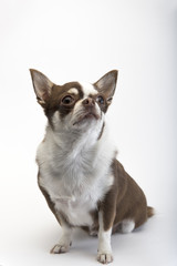 Brown white Dog breed Chihuahua on a white background.
