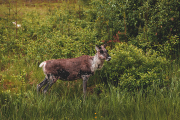 Young reindeer in the forest looking towards