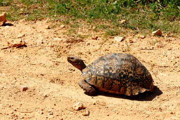 Fototapeta premium Tortoise walking down the dusty road