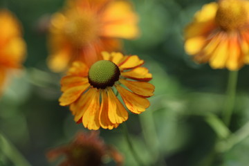 Orange flower 