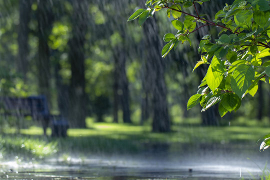 Fototapeta Rain in the forest, wet leaves in the foreground, background of the picture and rain drops in the focus