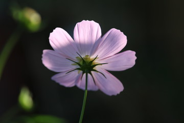 Pink flower from behind 