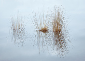 partly submerged grasses in water