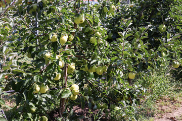 Apple trees with ripe fruits in the autumn garden