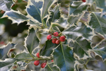 Stechpalme -  Silver Queen, Winterbeere, Christdorn